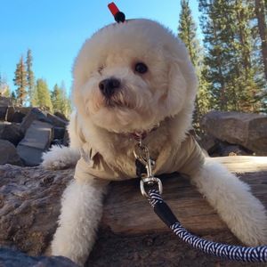 Meet your Posher, Hyemi